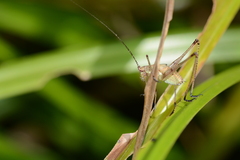 Phaneroptera