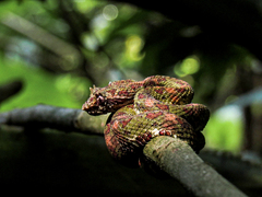 Bothriechis schlegelii