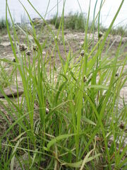 Bolboschoenus maritimus