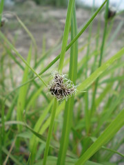 Bolboschoenus maritimus