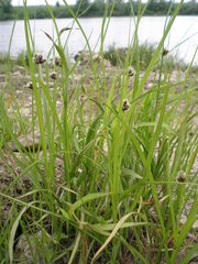 Bolboschoenus maritimus