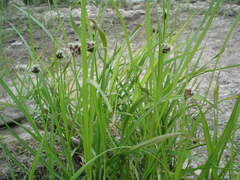 Bolboschoenus maritimus
