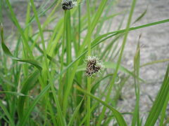 Bolboschoenus maritimus