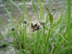 Bolboschoenus maritimus