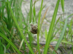 Bolboschoenus maritimus