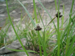 Bolboschoenus maritimus