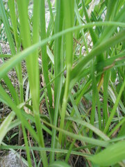 Bolboschoenus maritimus