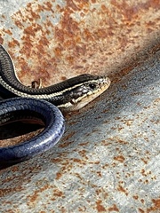 Plestiodon skiltonianus skiltonianus