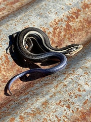 Plestiodon skiltonianus skiltonianus