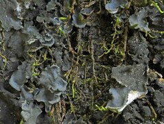 Leptogium hirsutum
