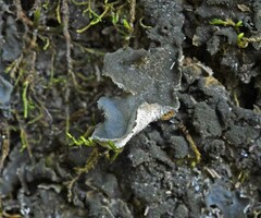 Leptogium hirsutum