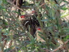 Quelea quelea lathamii