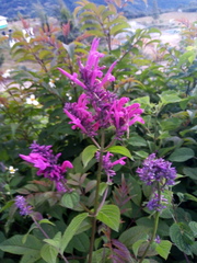 Salvia purpurea