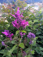Salvia purpurea