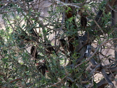 Quelea quelea lathamii