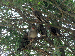 Quelea quelea lathamii