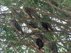 Quelea quelea lathamii