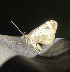 Larentiinae