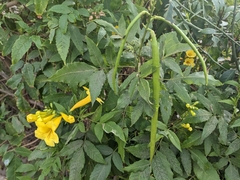Tecoma stans