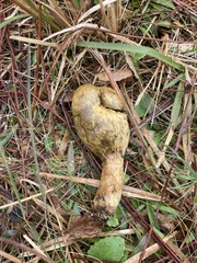 Rhopalogaster transversarius