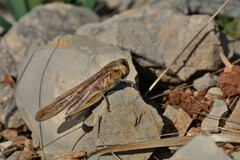 Locusta migratoria cinerascens