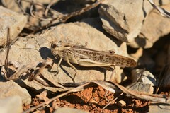 Locusta migratoria cinerascens