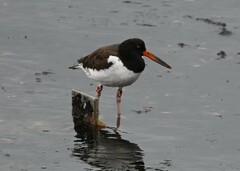 Haematopus palliatus