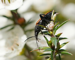 Lepturidea deplanchei
