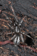 Drassyllus