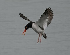 Haematopus palliatus