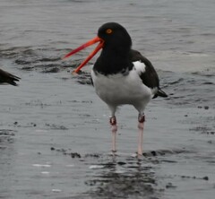 Haematopus palliatus