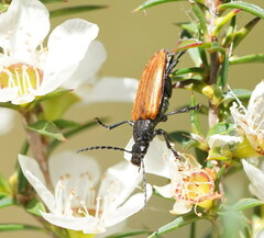 Lepturidea deplanchei