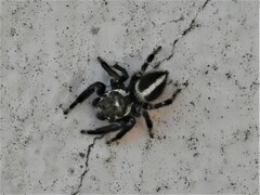 Evarcha denticulata