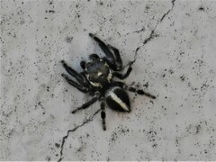 Evarcha denticulata