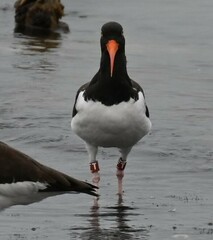 Haematopus palliatus