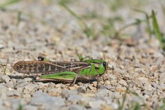 Locusta migratoria migratoria