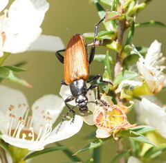 Lepturidea deplanchei