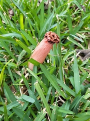 Lysurus periphragmoides