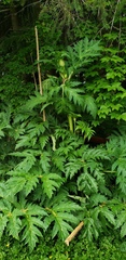 Heracleum mantegazzianum