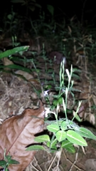 Hypoestes