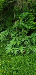 Heracleum mantegazzianum