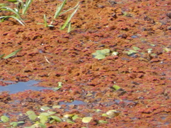 Limnobium laevigatum