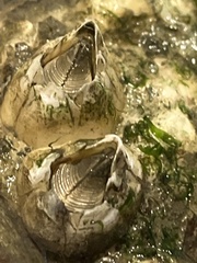 Amphibalanus eburneus