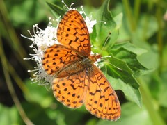 Boloria epithore
