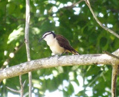 Campylorhynchus chiapensis