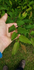 Nothofagus alpina