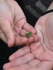 Hyla molleri
