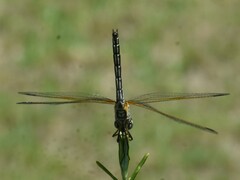 Trithemis arteriosa