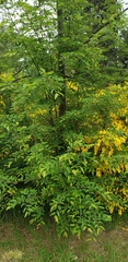 Nothofagus alpina