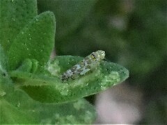 Eupteryx decemnotata